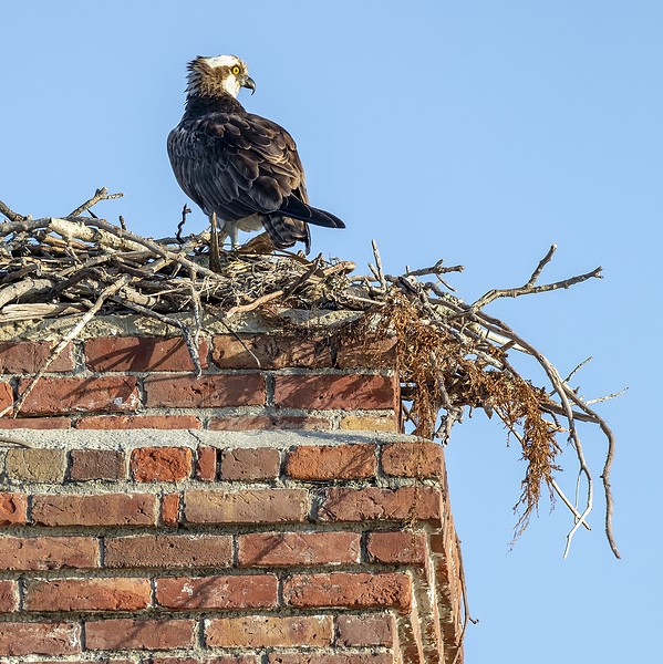 Chimney Obstruction Removal in La Grange & Goshen KY