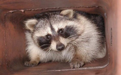 Animal removal from chimney in Glenview, KY