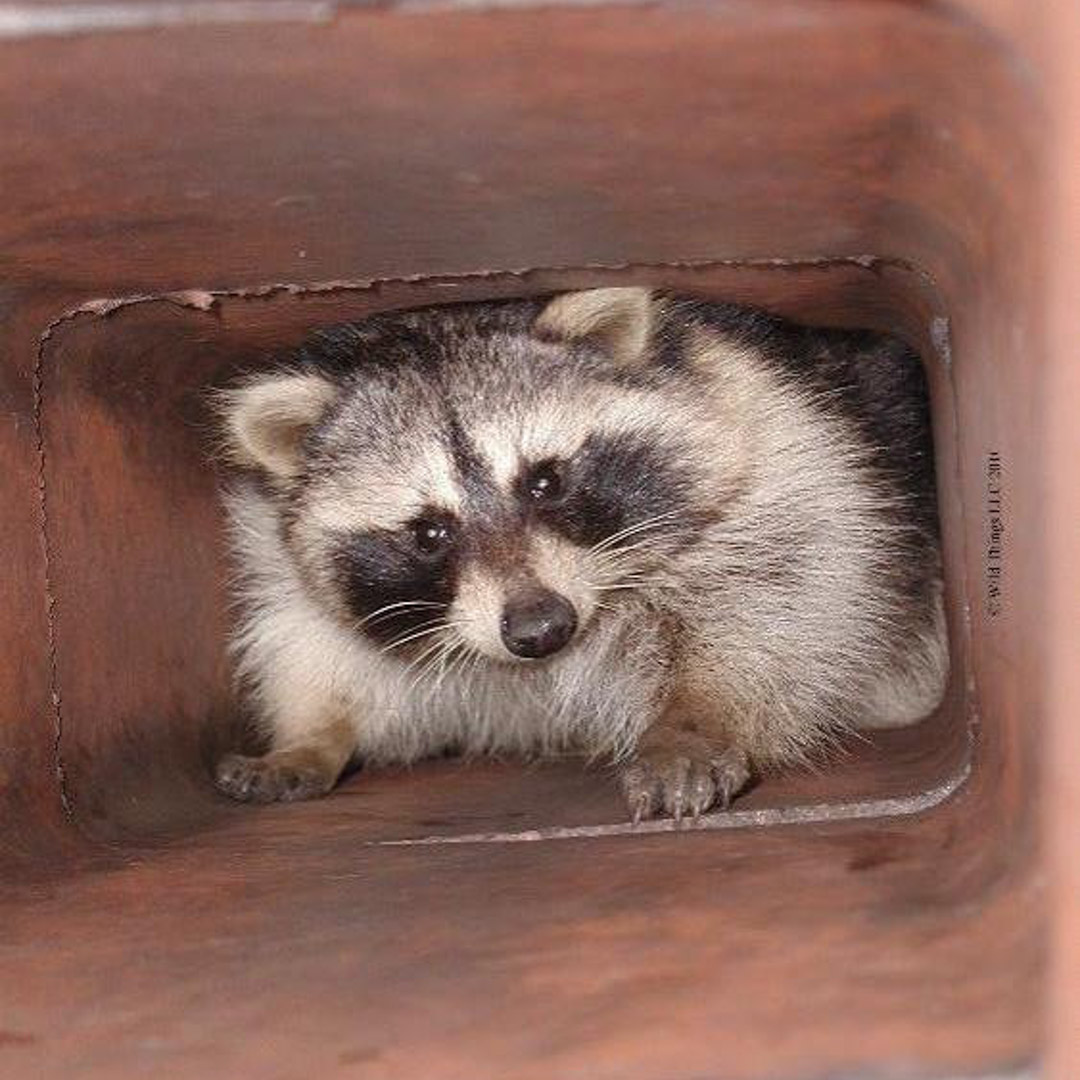 Animal removal from chimney in Glenview, KY